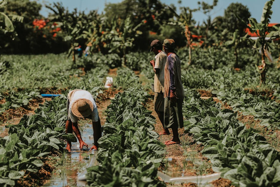 Agriculteurs travaillant dans un champ de tabac à Java Est, illustrant l'agriculture traditionnelle.