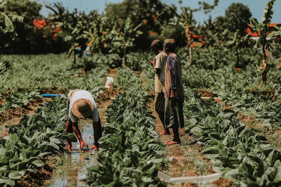 Agriculteurs travaillant dans un champ de tabac à Java Est, illustrant l'agriculture traditionnelle.